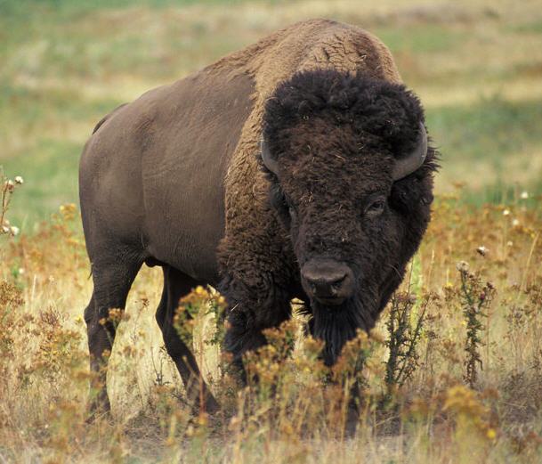 Buffalo argentina